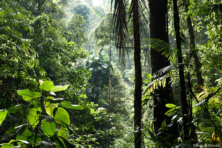 lush rainforest