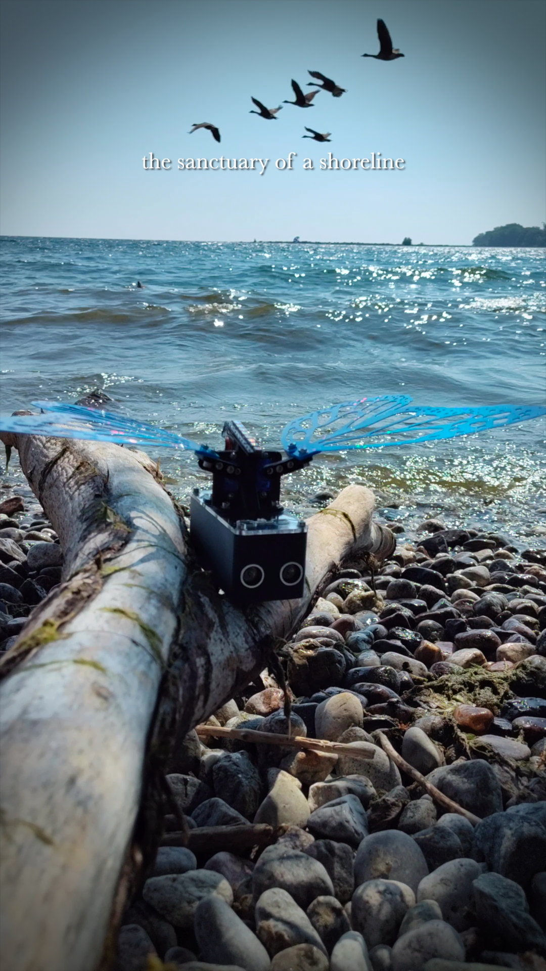Video vignette snapshot