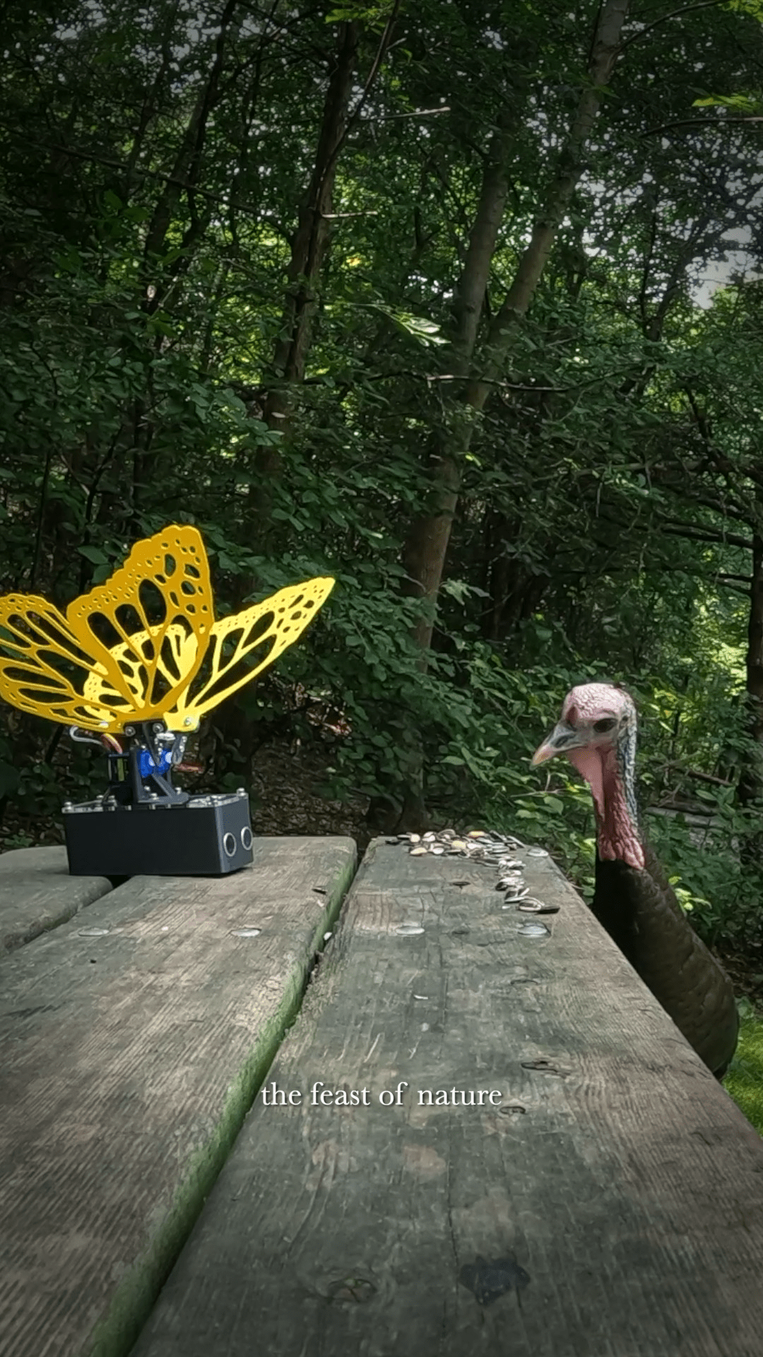 Video vignette snapshot