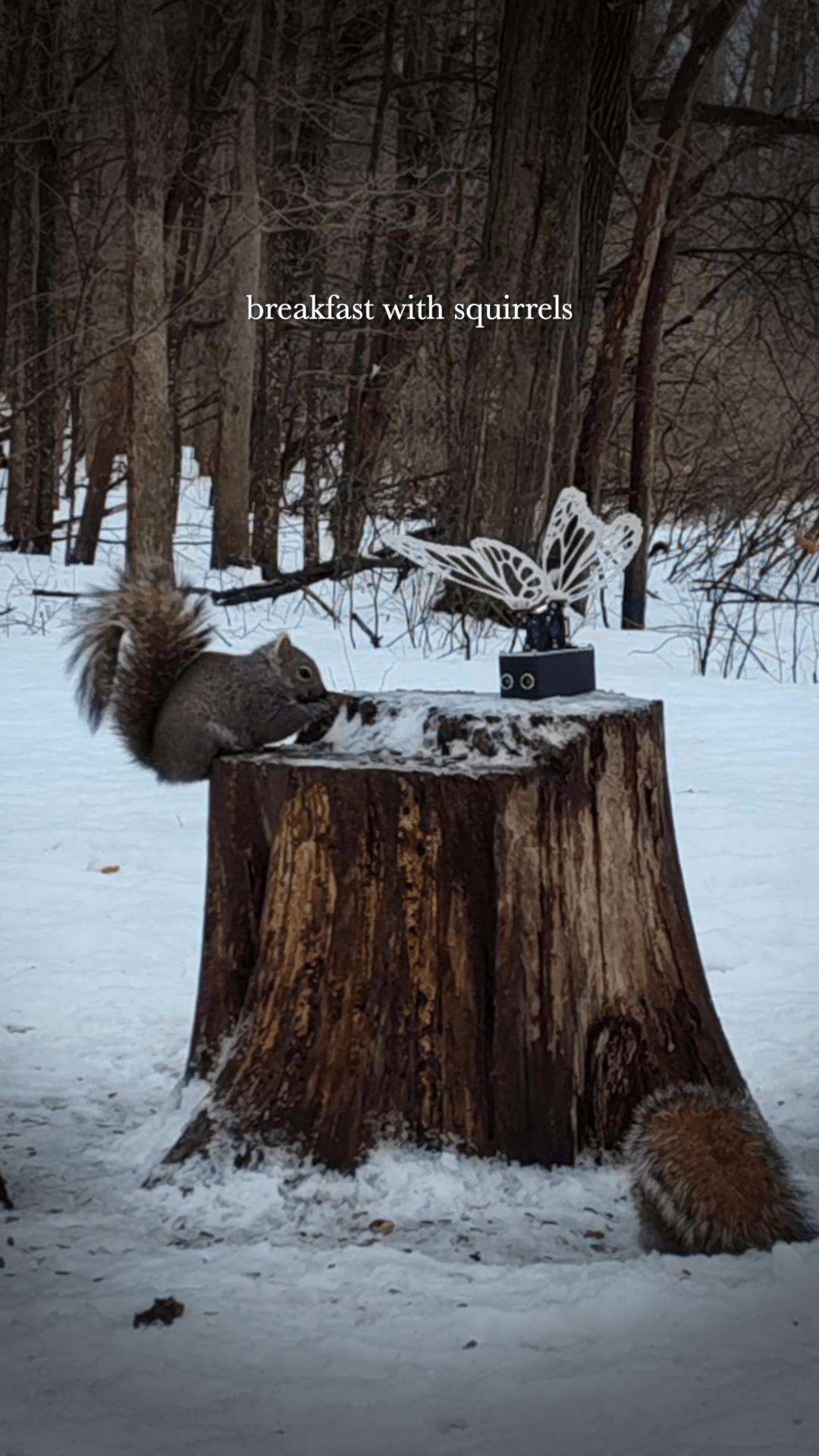 Video vignette snapshot