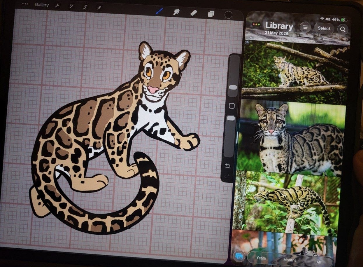 Ipad with a sketch for a clouded leopard pin in an art program, with reference photos on the side.