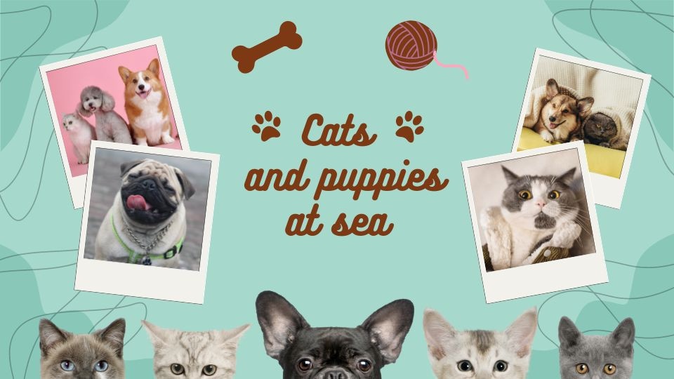 Cats and small dogs at sea