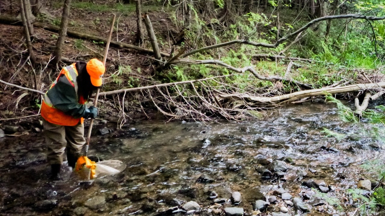 A close up of a tick
