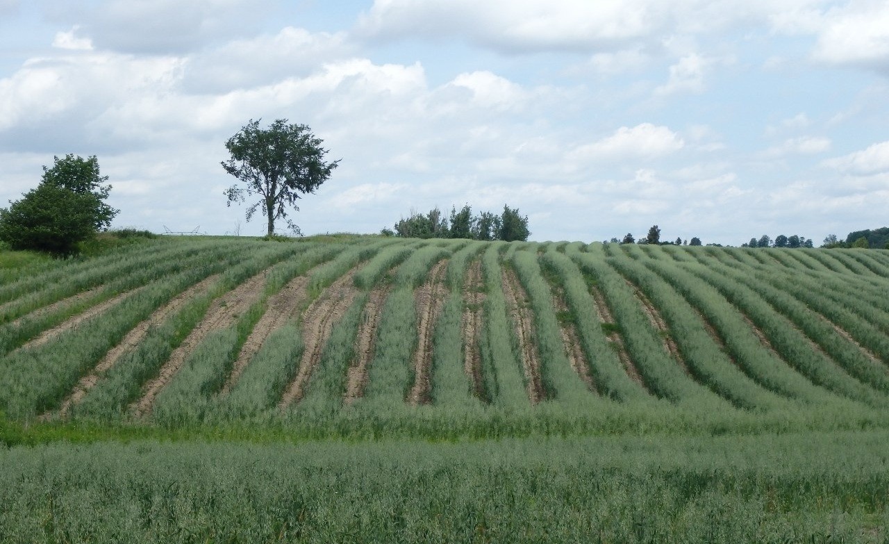 Cover crop planting area in mid season