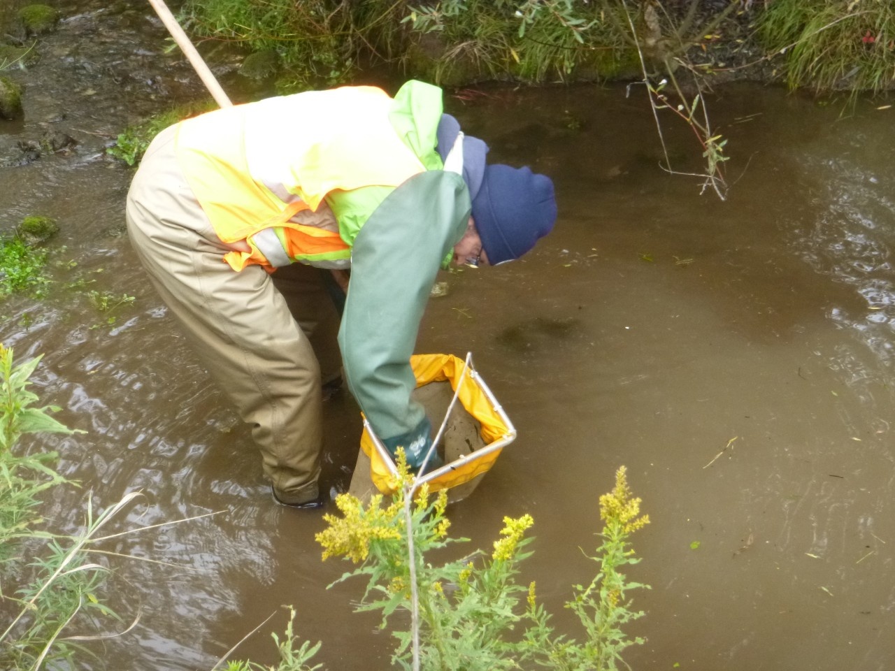 A member of the Watershed Science team collecting an aquatic bugs sample