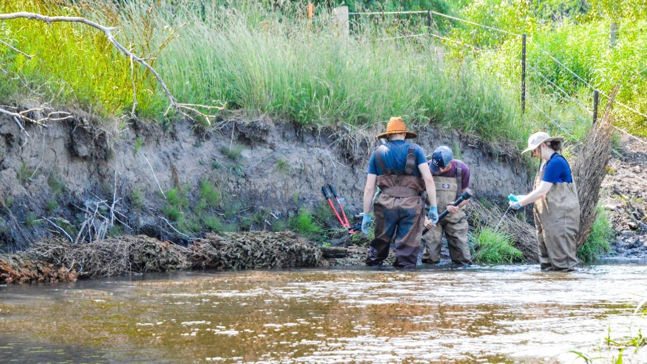 A close up of a tick
