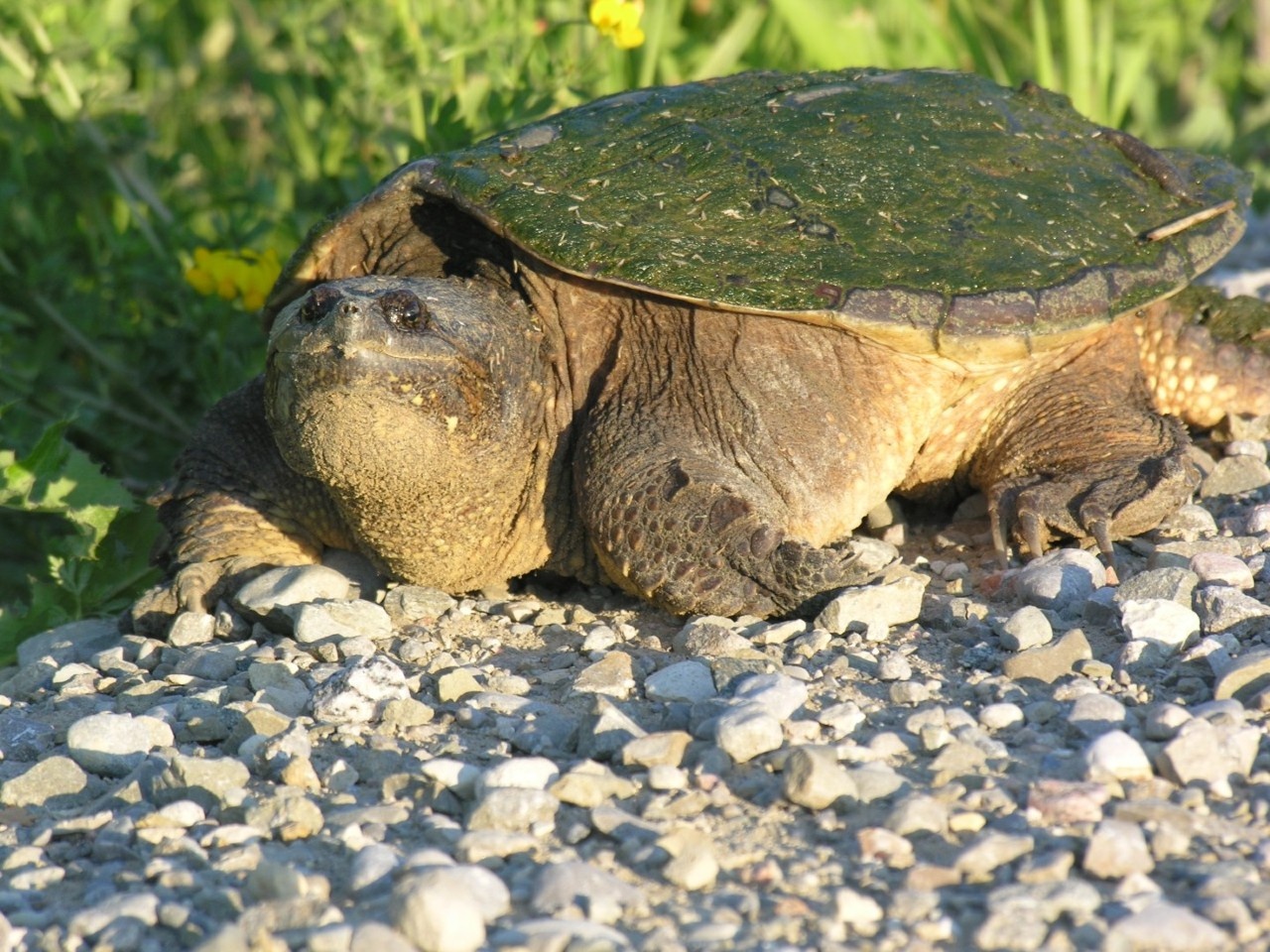 Garrison at Fort Willow poster