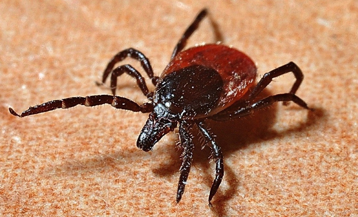 A close up of a tick