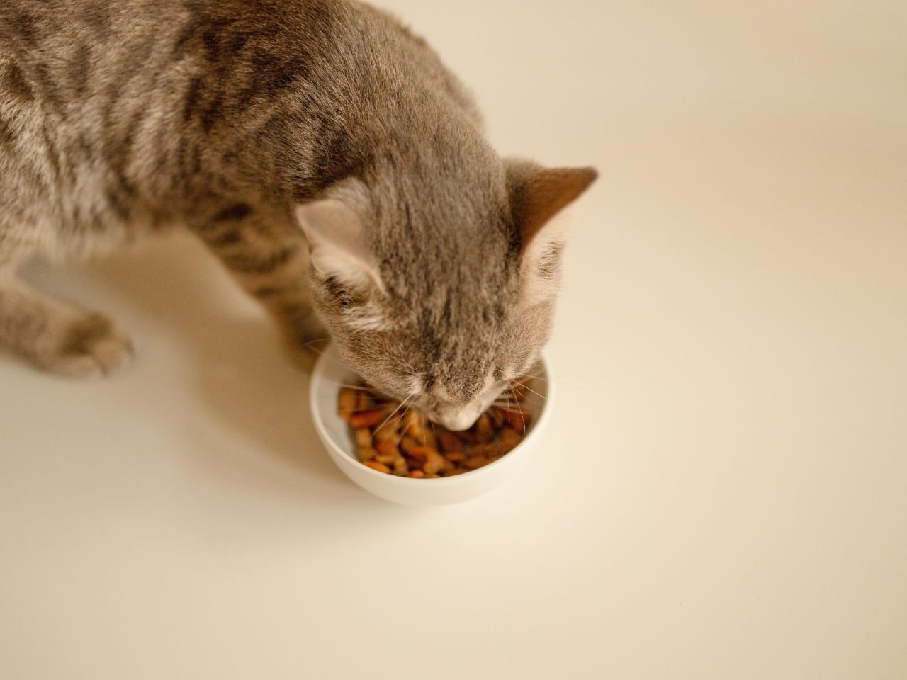 Order Pet Food Online in Qatar