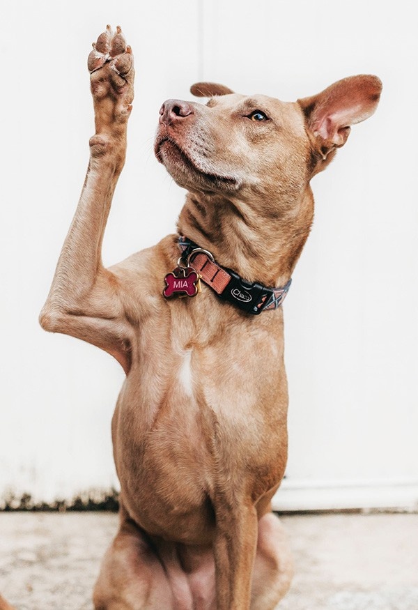Photo of dog raising its arm