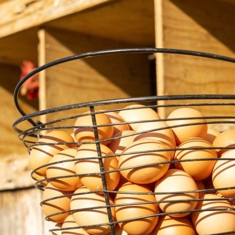 Pasture-raised eggs