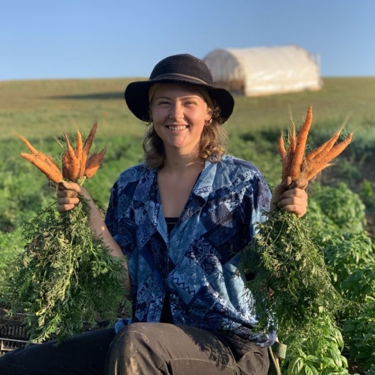 Carrot harvest