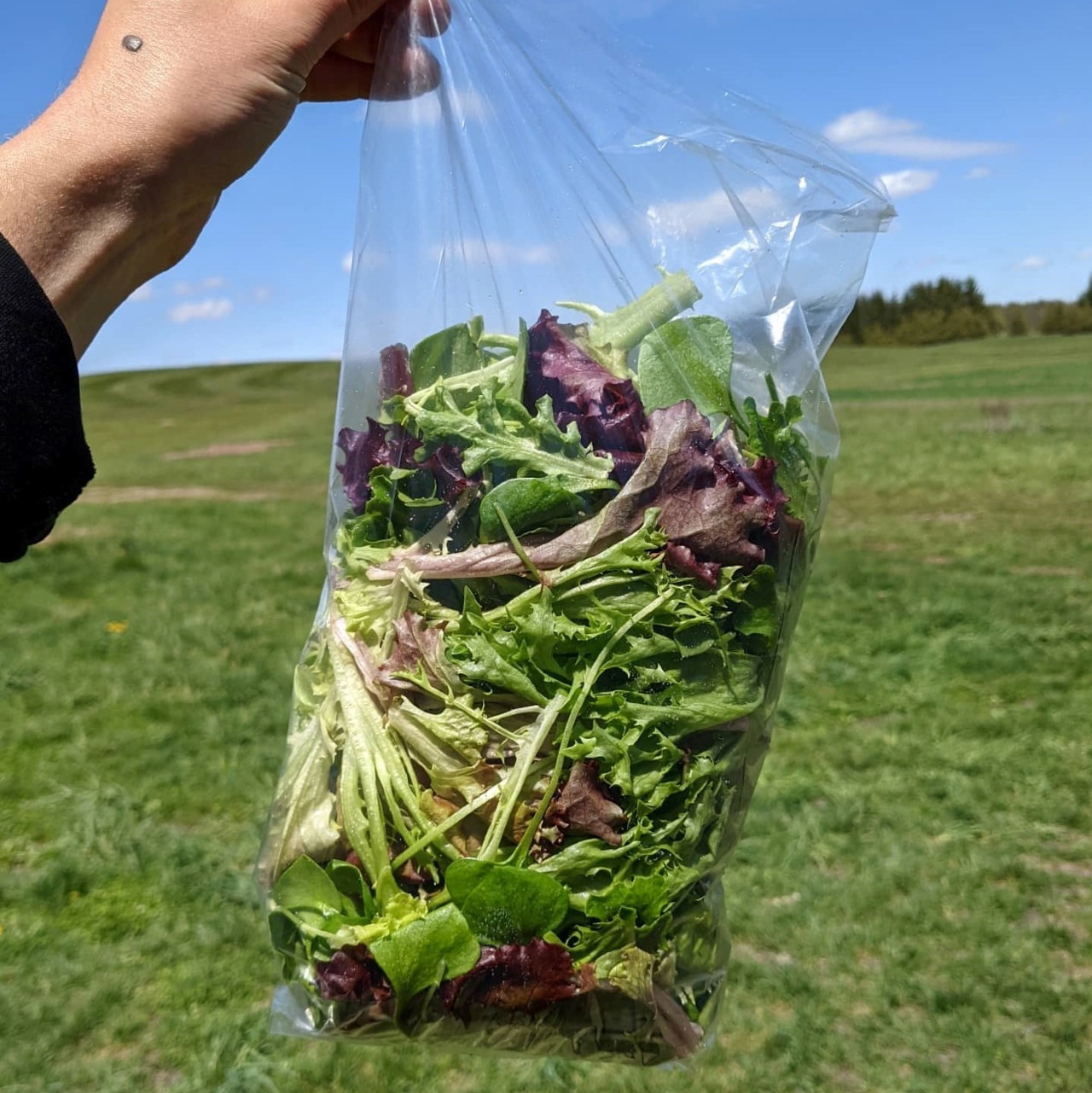 Salad share bag