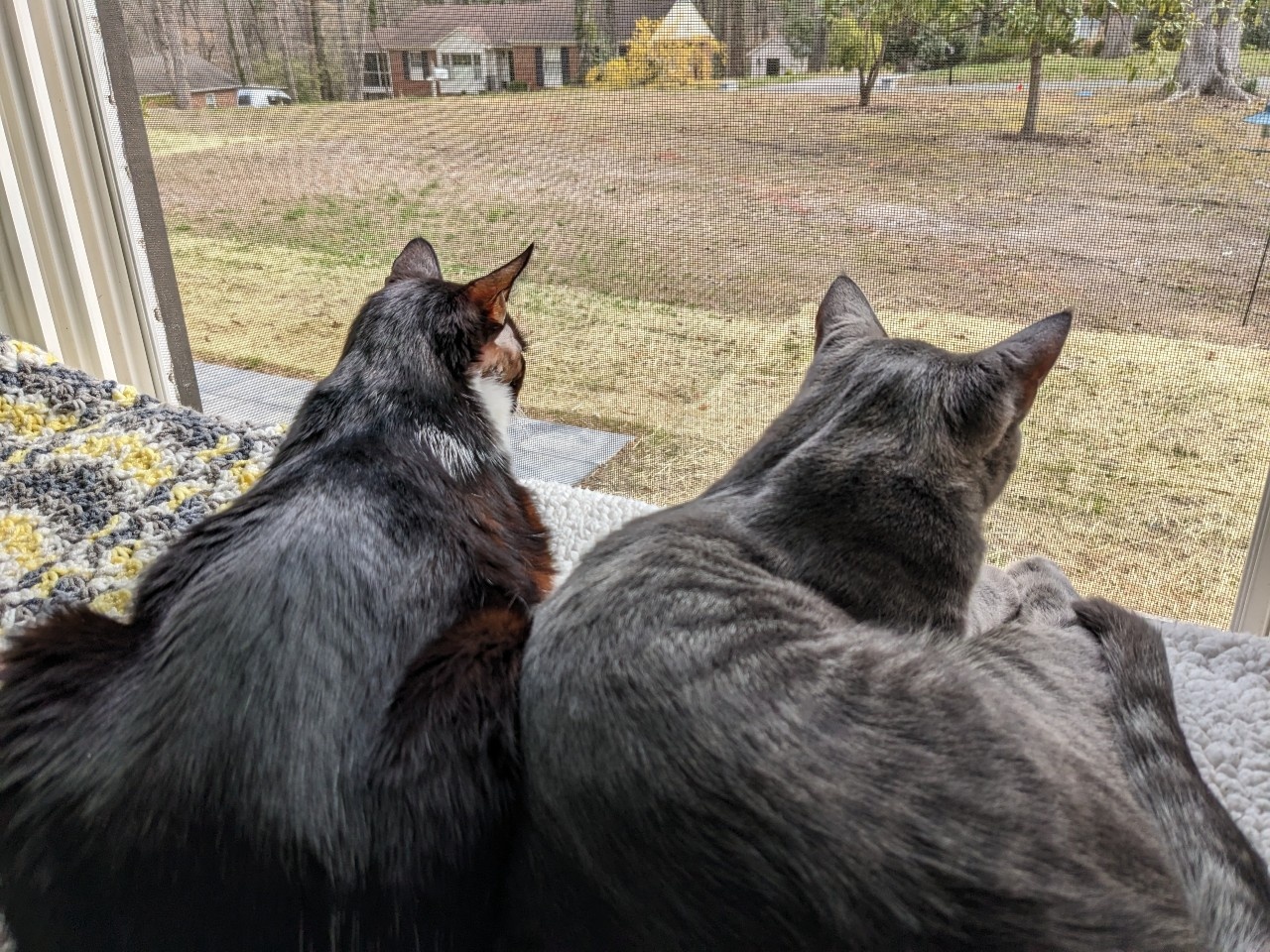 black cat and gray cat looking out window together