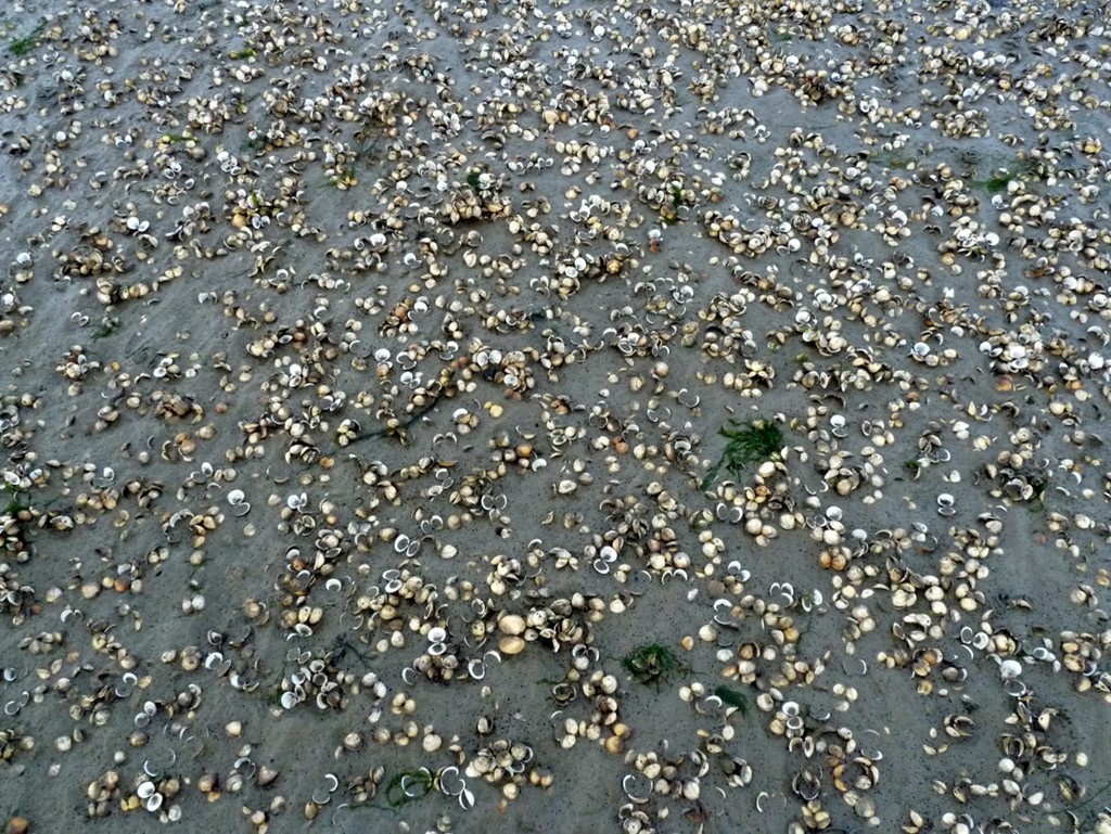 Mass mortality of cockles, Bury Port Wales