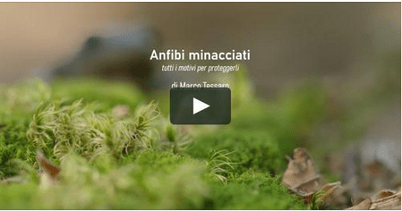 Anfibi minacciati