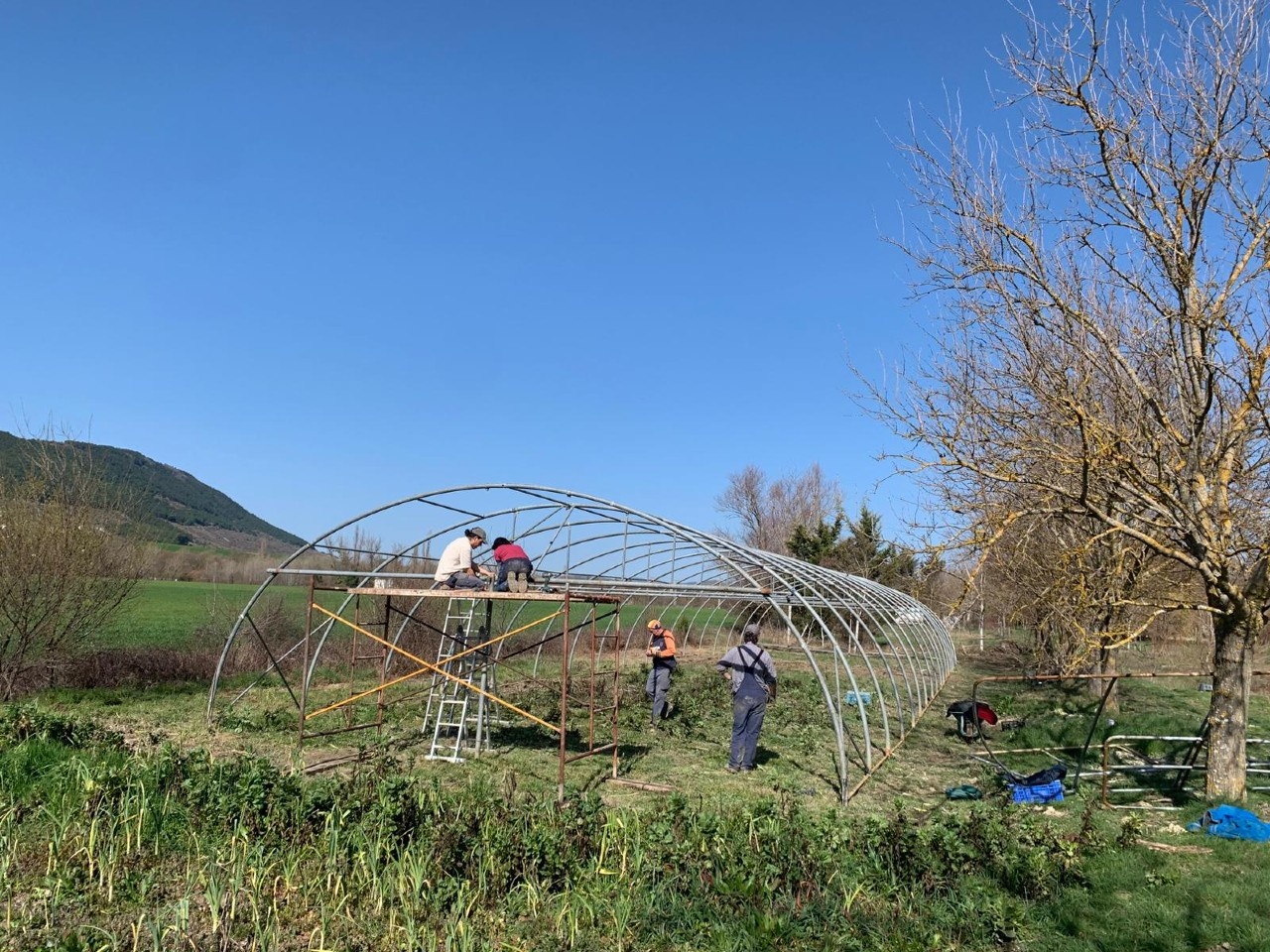 Fotos de aceitunas siendo recogidas