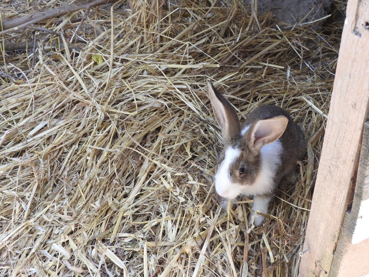 Foto de un conejo en arterra