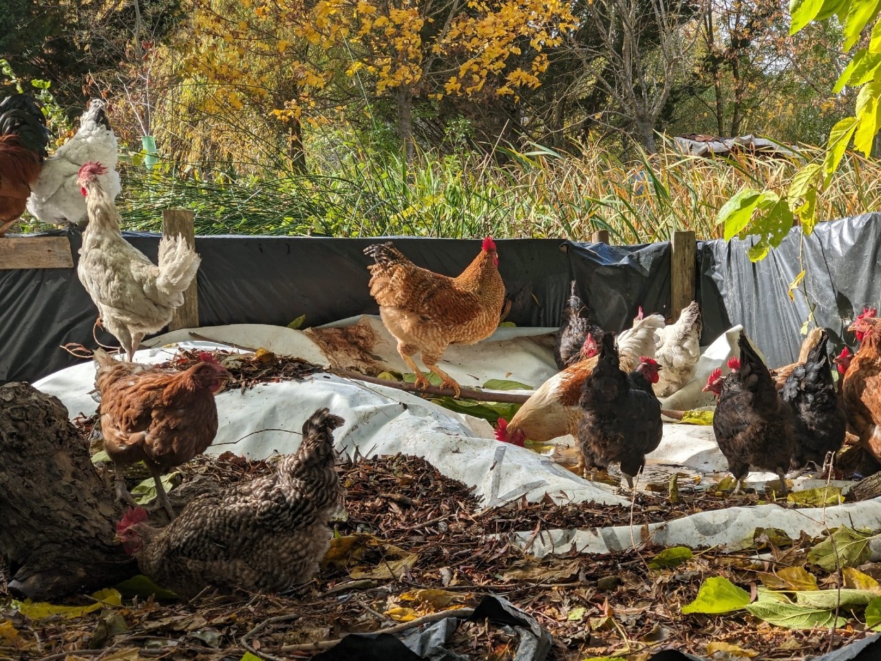 Fotos de gallinas en el compost