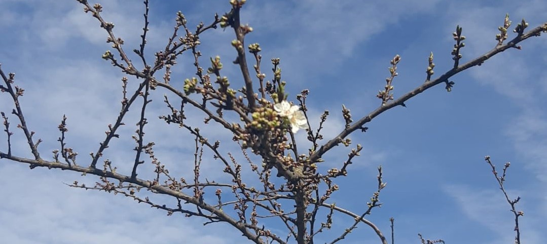 Imagen de un cerezo floreciendo