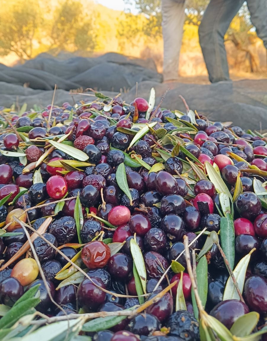 Fotos de aceitunas siendo recogidas