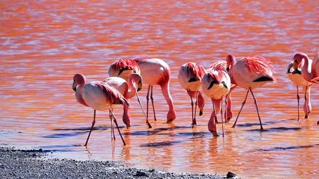 Pink Flamingoes at Red Lagoon