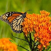 butterfly on milkweed plant