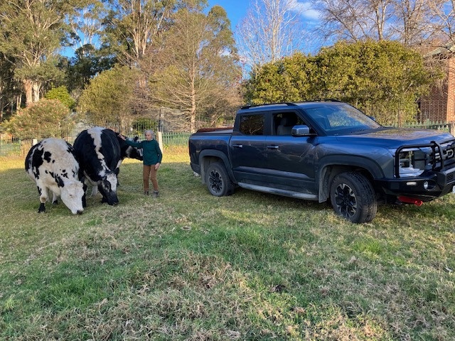 Ashley with three of her speckle steers and her BYD Shark ute.
