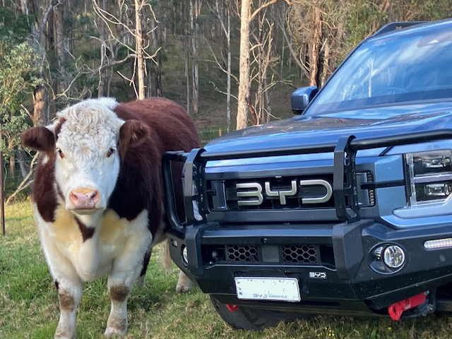George the Hereford steer poses next to Ashley's BYD Shark ute.