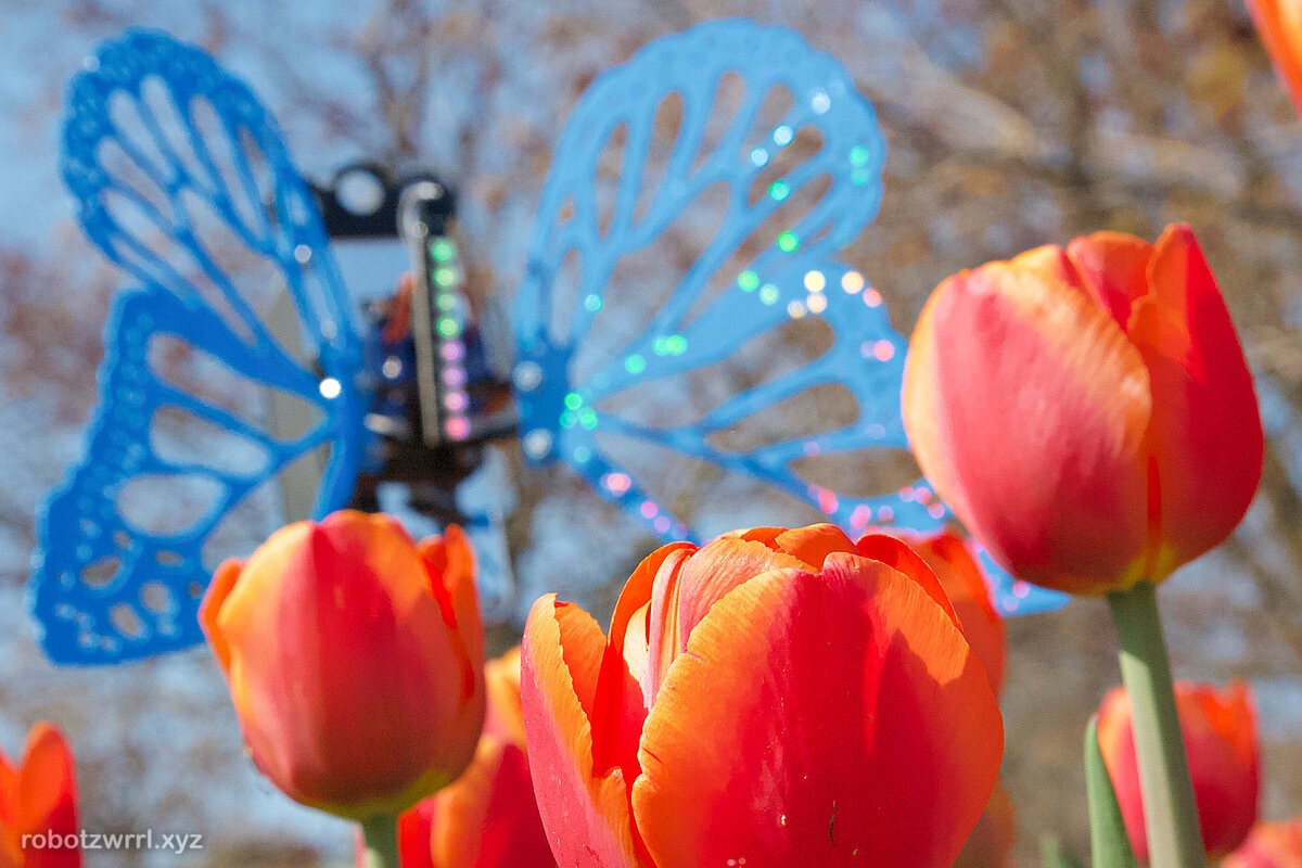 Orange-red tulip in focus with Robot Butterfly's wings sparkling in the background