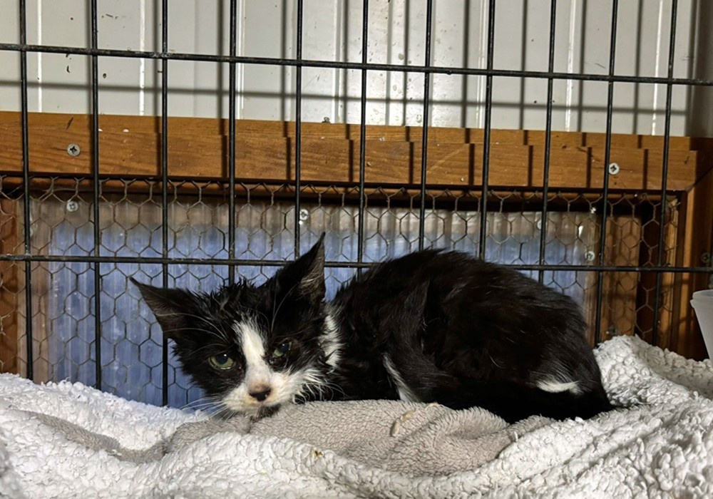 Luke settling in but still scared