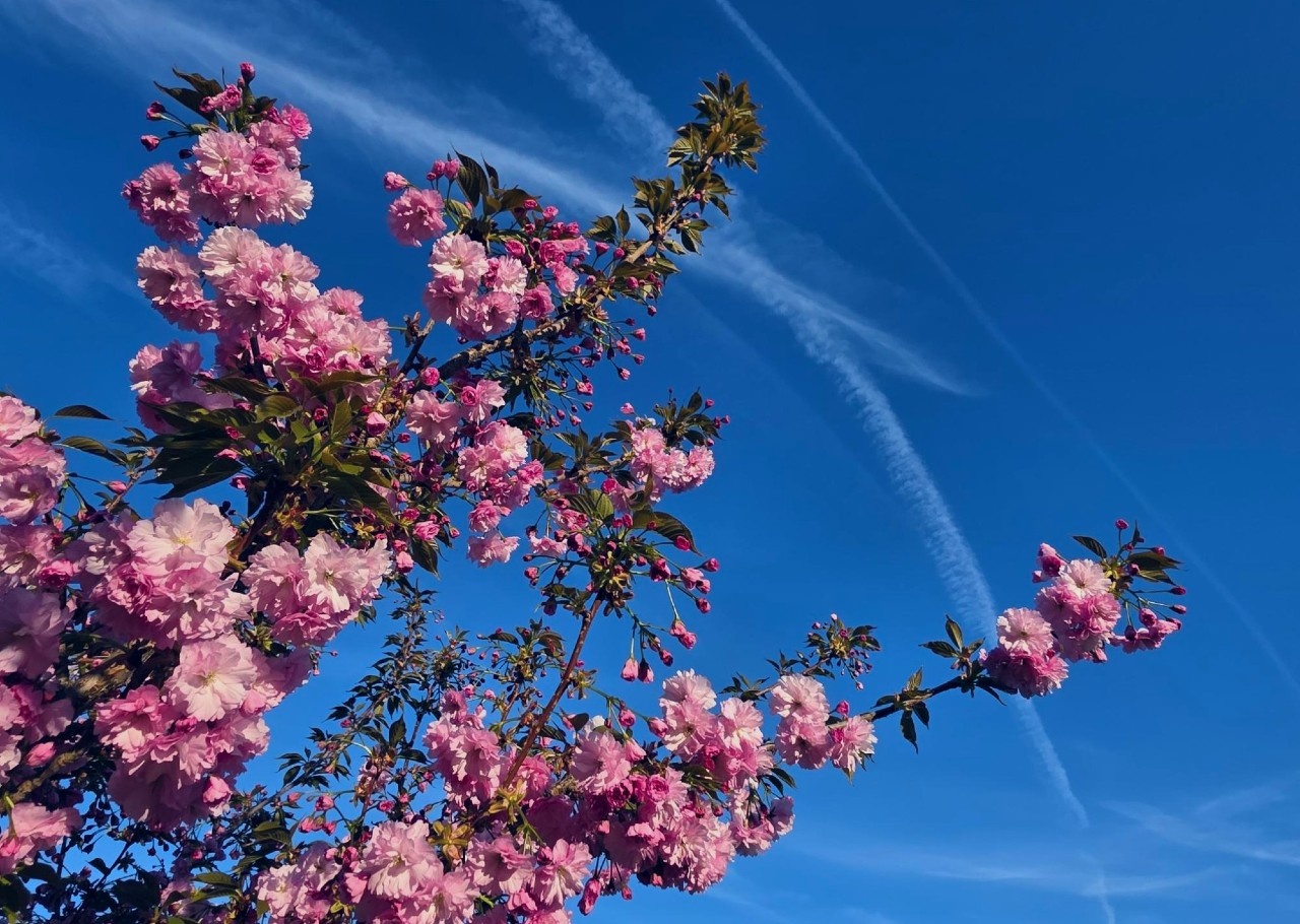 My ornamental cherry tree
