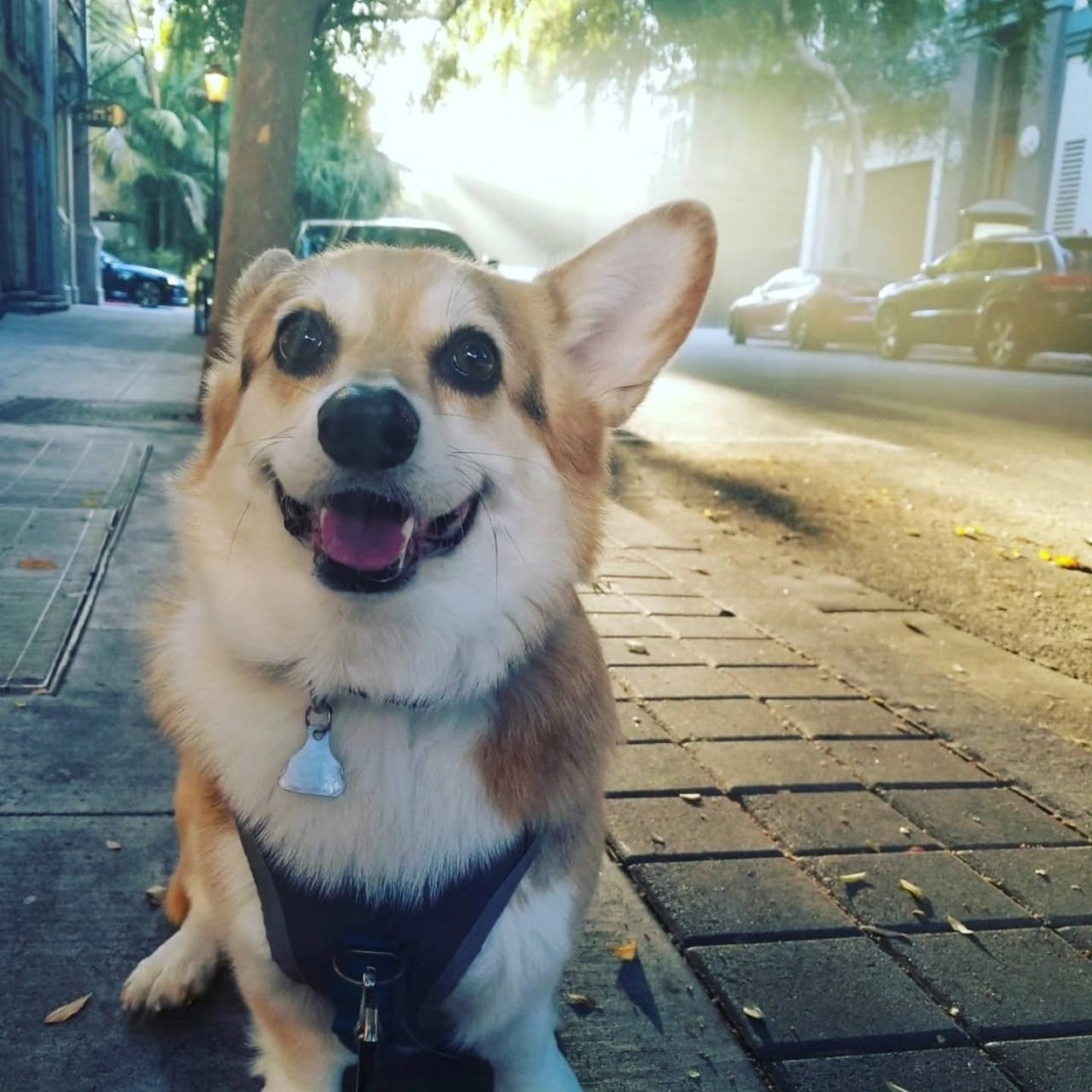 Science during an early morning walk at Santana Row in San Jose