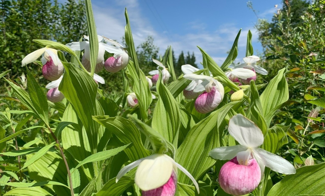 Pasque flowers blooming
