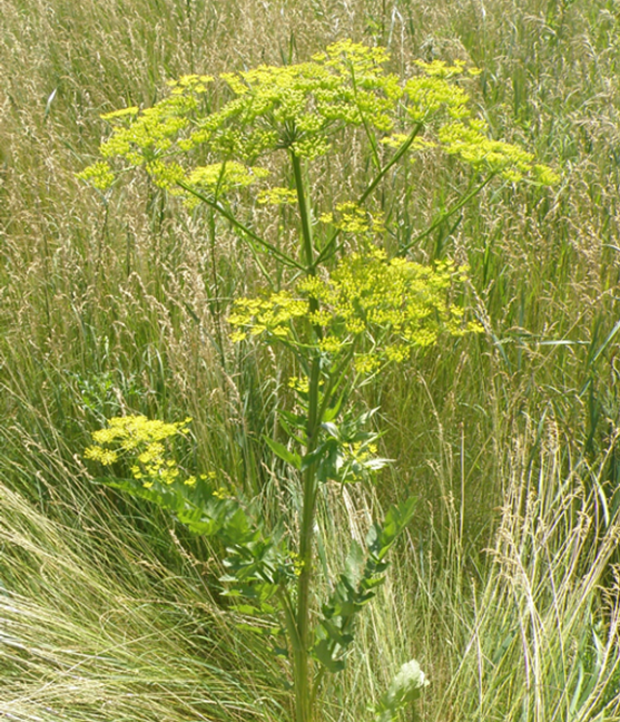 Image description