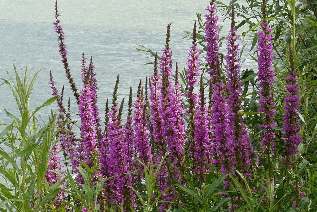 Native Seed