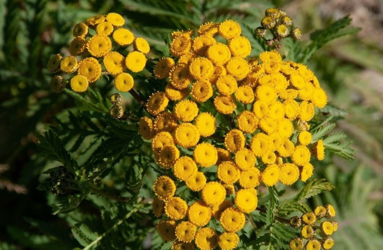 Native Seed