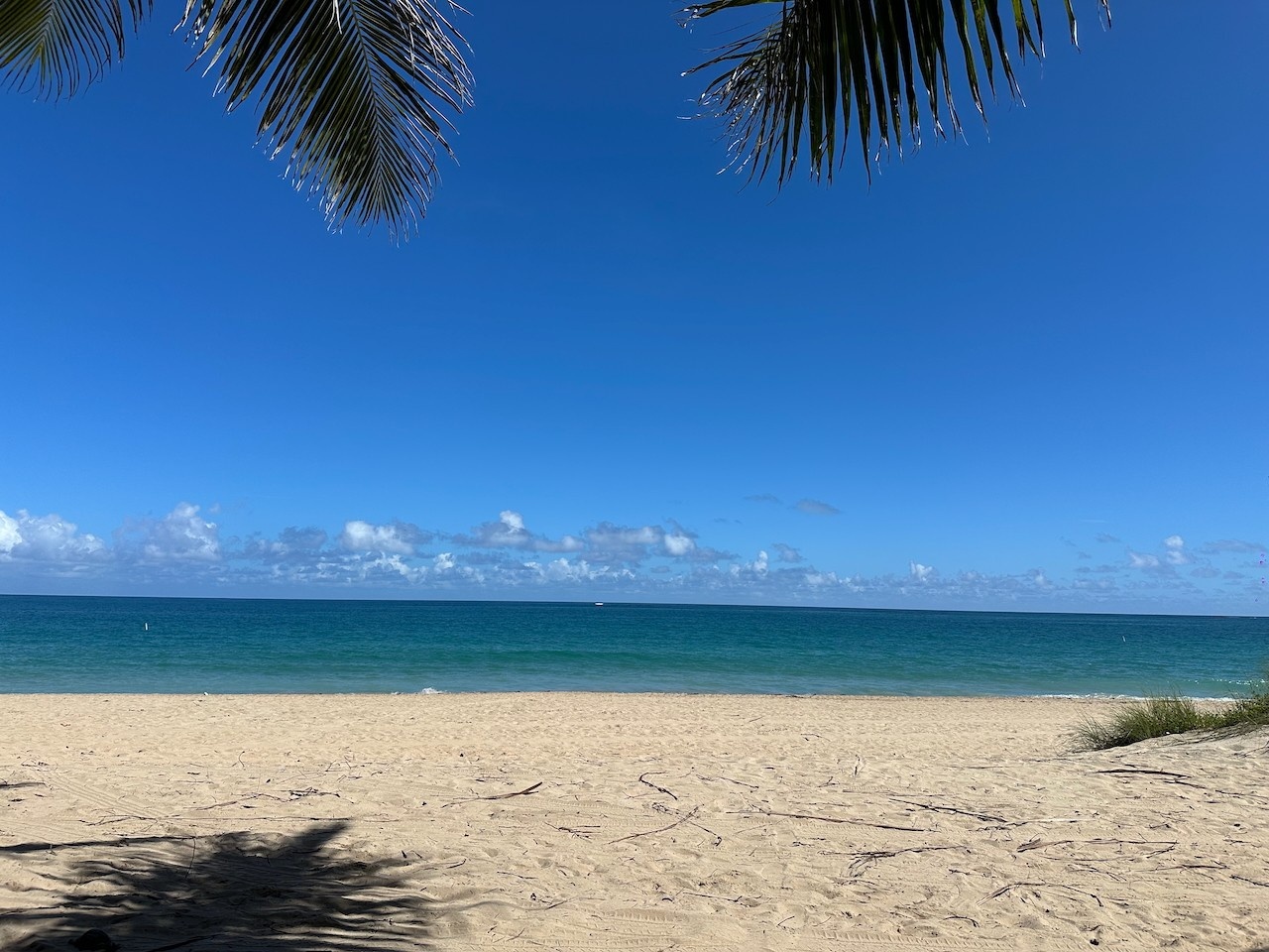 Ocean Park Beach in San Juan: clear skies with thin clouds on the horizon over the ocean and a few fringed palm fronds with an expansive beach of sand