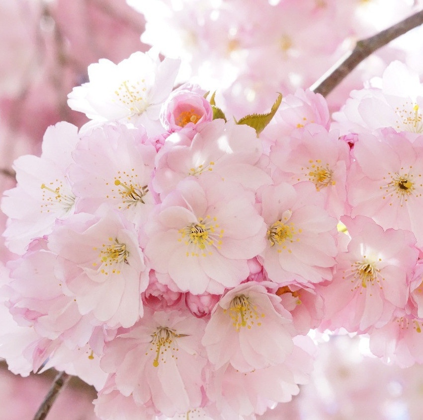 Kirschblüten als Symbol für Erblühen