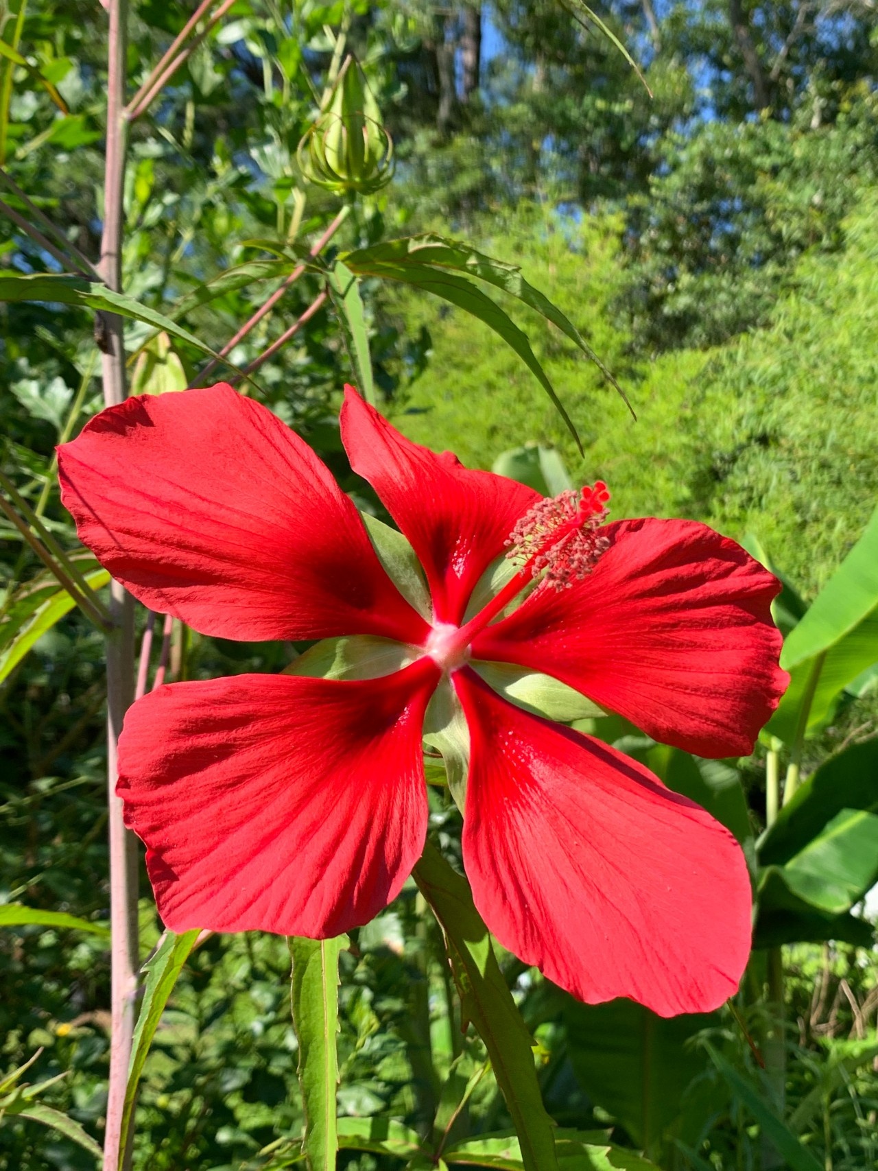 hibiscus