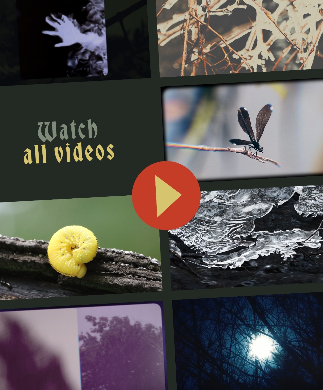 Quogne videos playlist