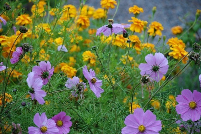 September Birth Flowers