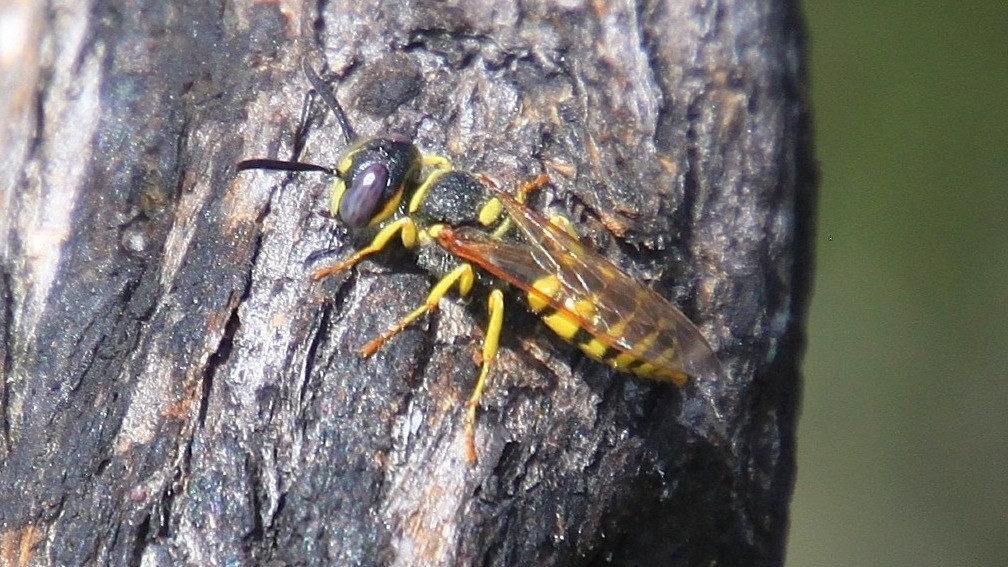 Image description