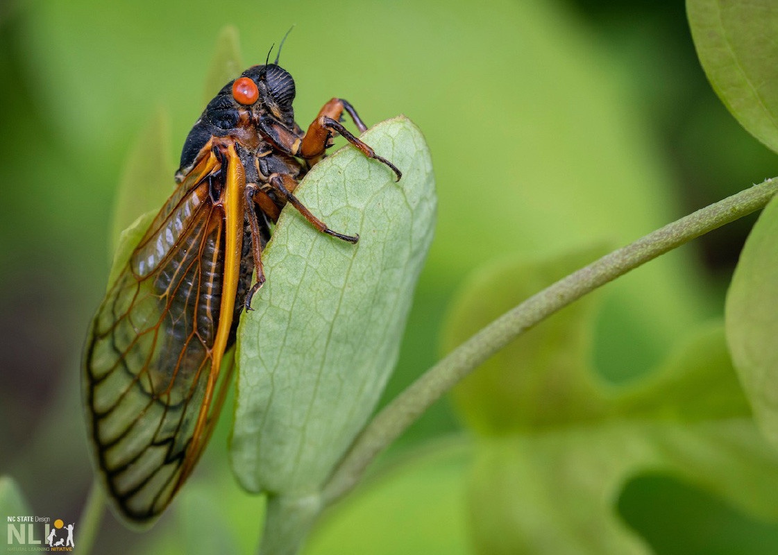 North Carolina Welcomes the Emergence of 13-Year Cicadas!