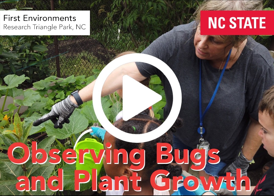 Examining Bugs and Plant Growth