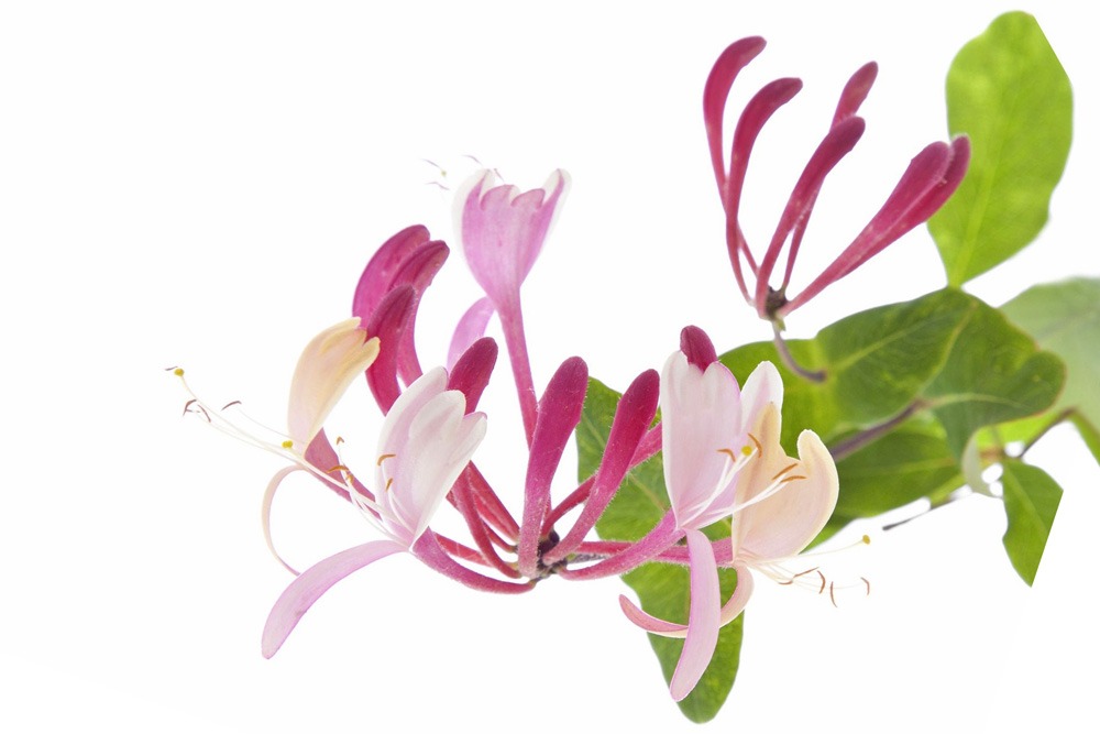 AQ AROMATHERAPY AQ AROMATHERAPY