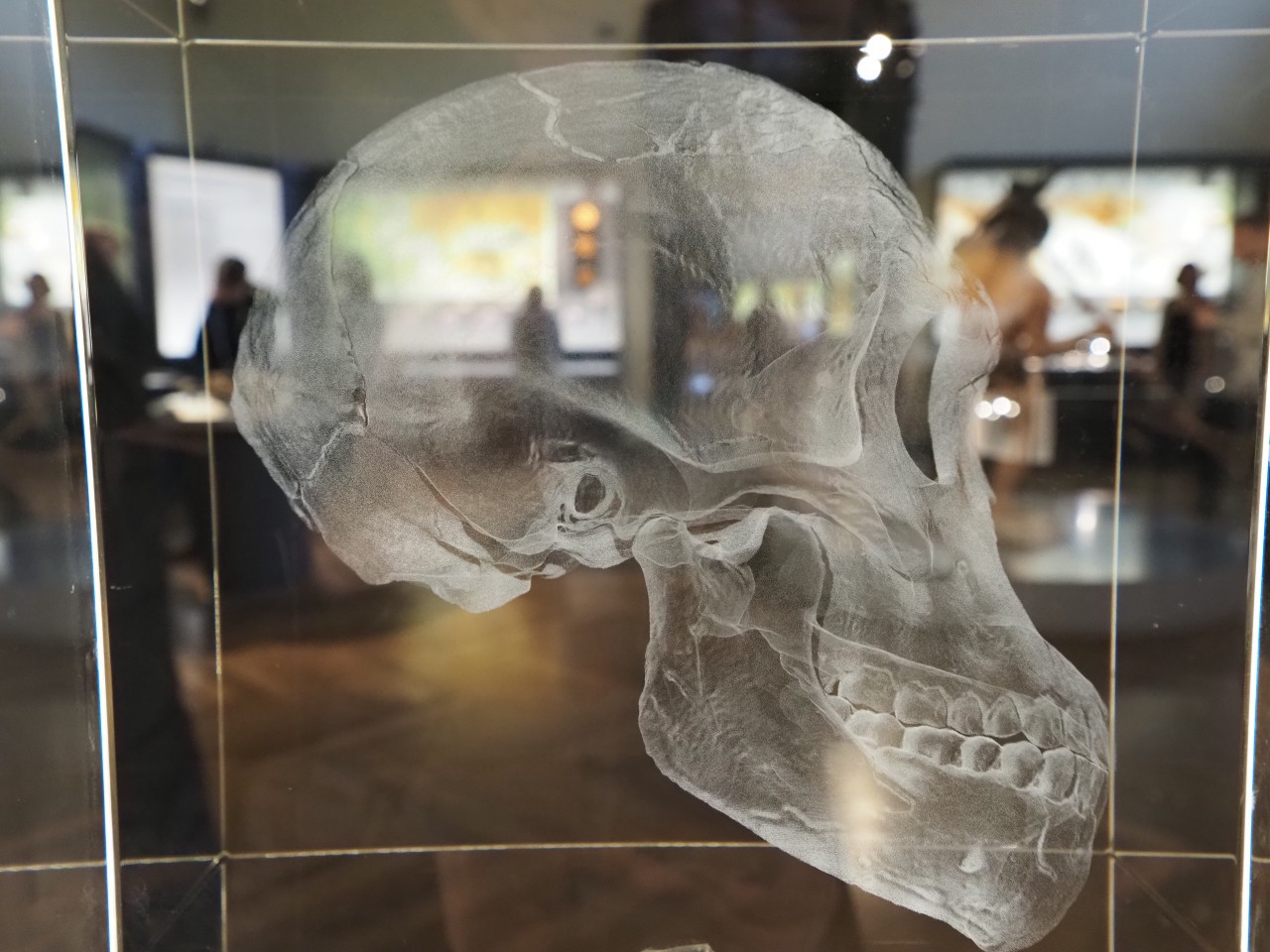 Bild: Das Naturhistorische Museum Wien zeigt in seiner Anthropologie-Dauerausstellung die Entwicklung des Menschen und seines Gehirns. (c) Katja Bühler/VRVis