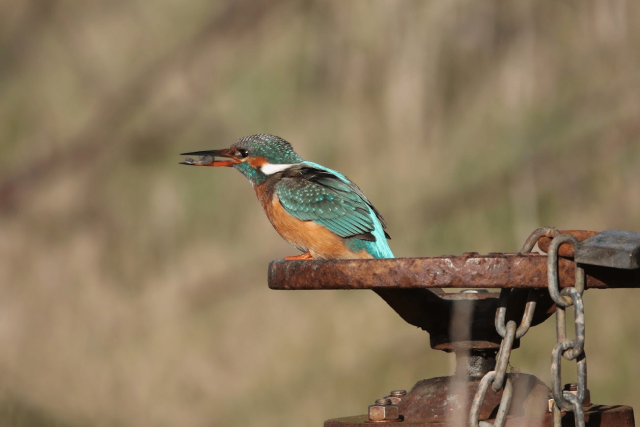 Photo: D Hutson, Keyhaven