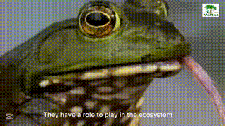 gif-c2-dgzyjk-frogs-in-the-class-r-2025-06-15-173828