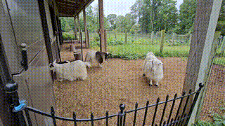 gif-c2-elxyjj-busted-barn-cats-ca-2025-09-17-203244